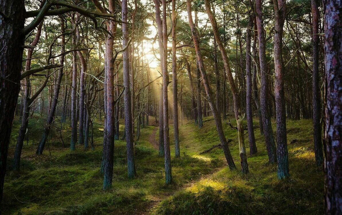 Zalecenia w zakresie monitorowania stanu sanitarnego lasów prywatnych