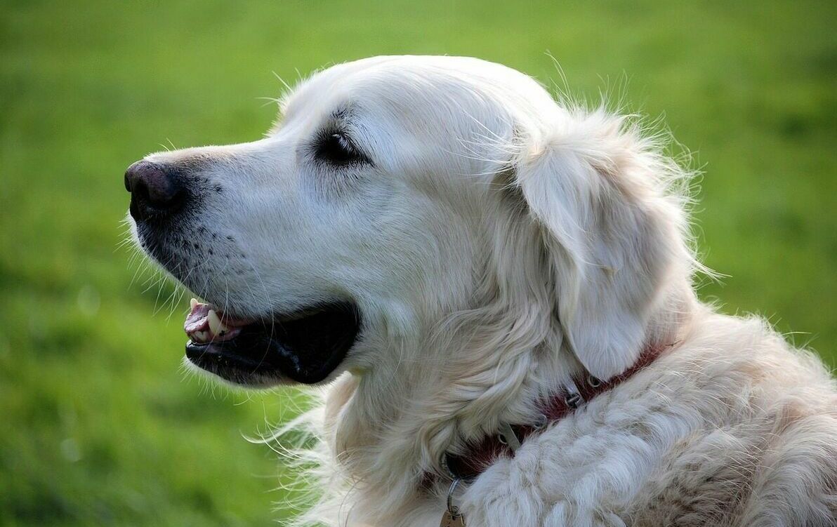 Ogłoszenie o  naborze wniosków na dofinansowanie 75 % do zabiegów kastracji i sterylizacji zwierząt właścicielskich